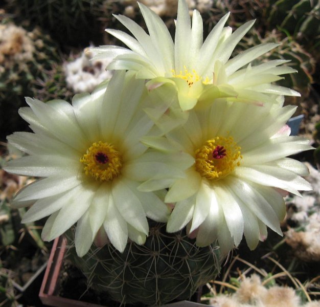 Notocactus arachnitis